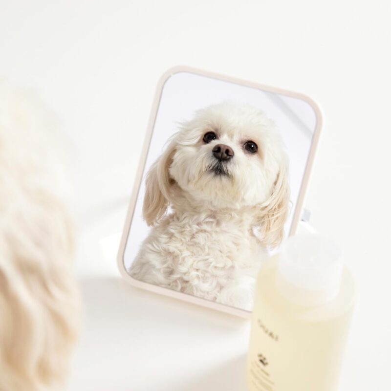 OUAI Fur Bébé Pet Shampoo, Mercer Street Scent - Dog Shampoo and Coat Wash for Hydrating, Cleansing and Adding Shine - Pet Supplies by OUAI (16 Fl Oz) - Image 5