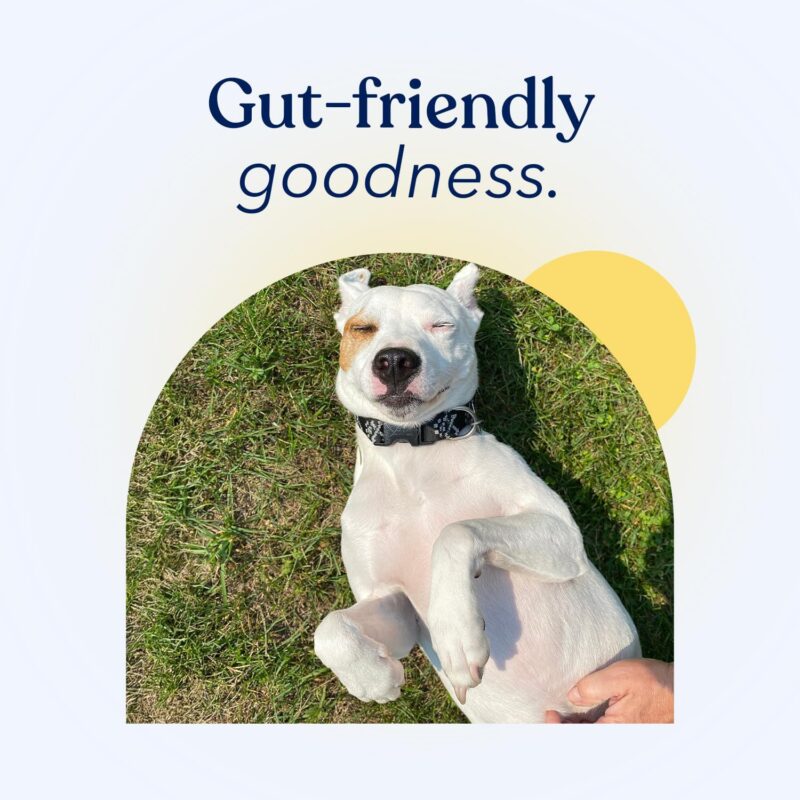 Honest Paws Probiotics for Dogs - Dog Digestion Gut Health Probiotic Powder with Prebiotic Made in The USA, Digestive and Immune Support - Digestive Enzymes with Pumpkin Flavor (30 Sticks) - Image 7